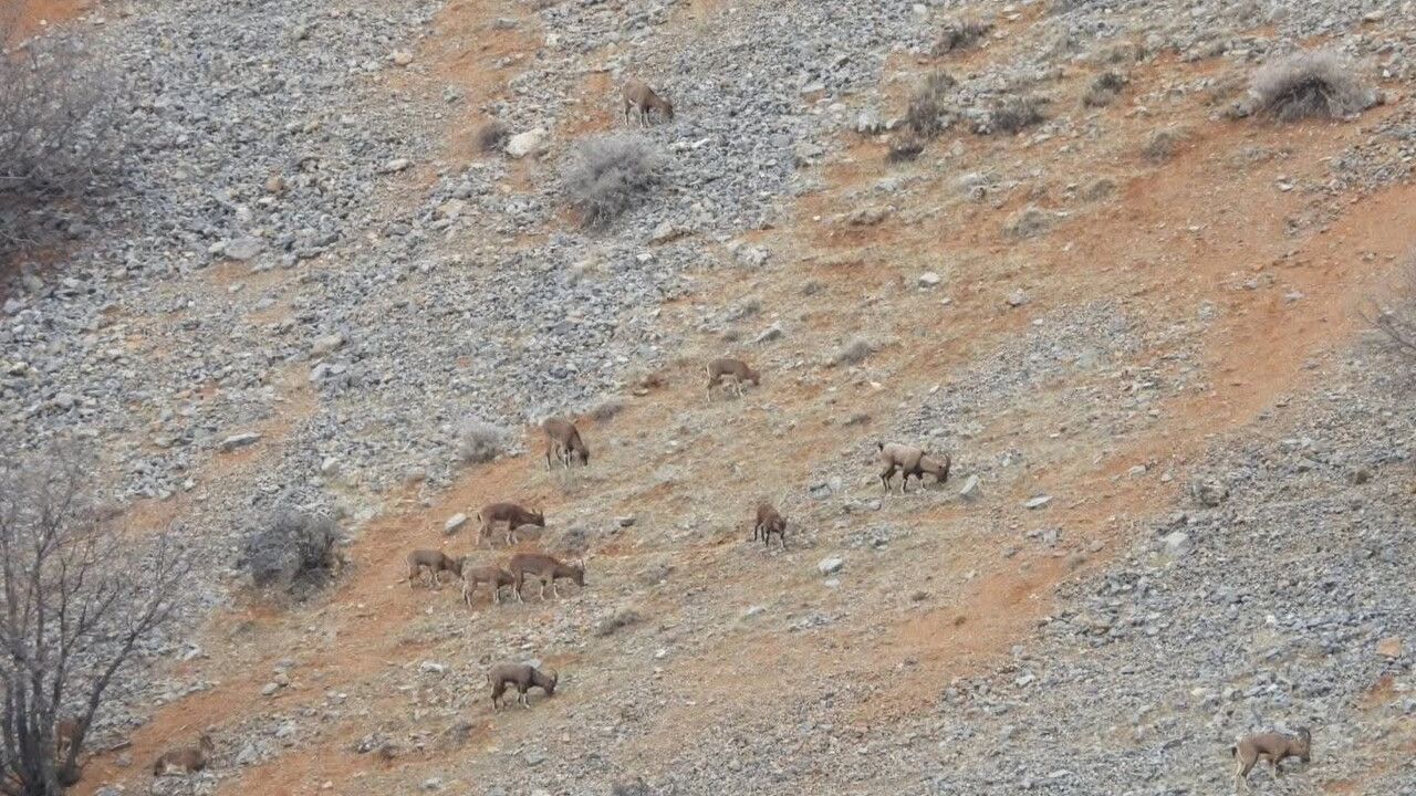 Malatya Doğanşehir'de yaban keçileri Akdağ'da cep telefonu kamerasına yansıdı