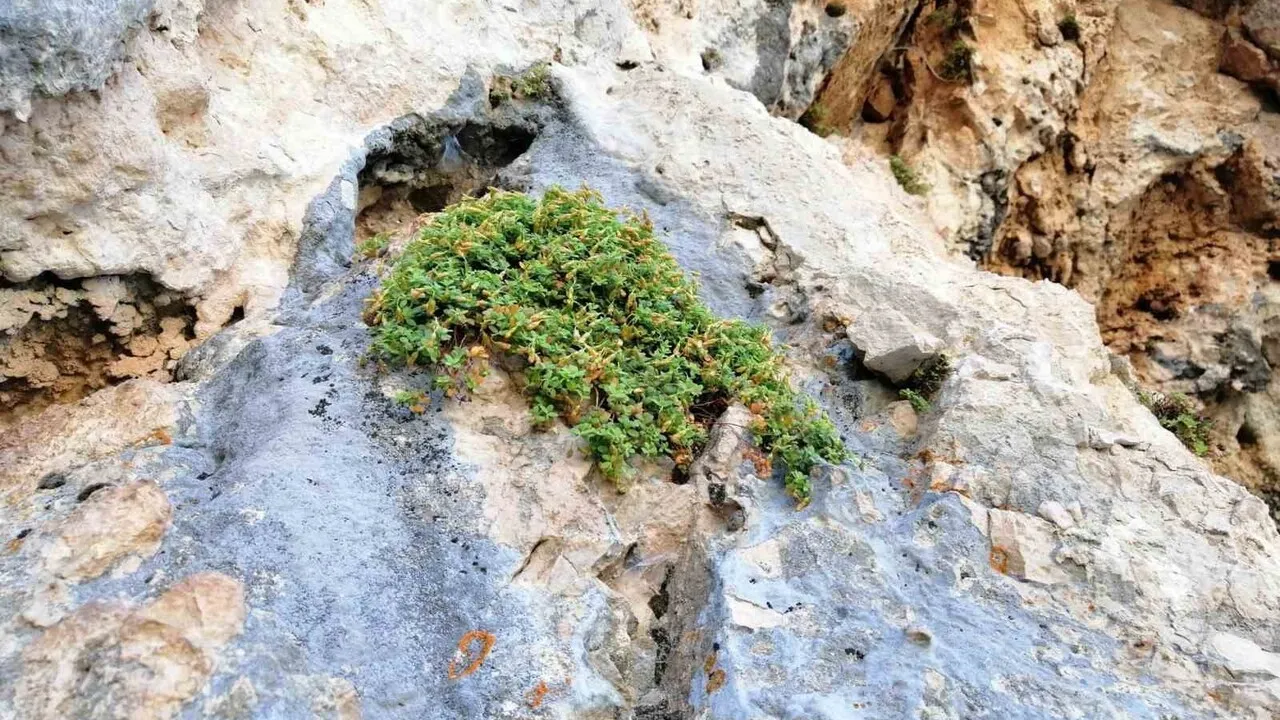 Malatya'ya özgü Hypericum malatyanum, sarı kantarona kıyasla daha güçlü antioksidan ve antimikrobiyal etki gösterdi