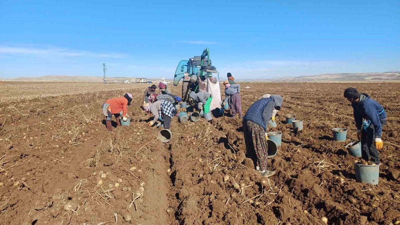 Malazgirt'te ilk kez ekilen patateste yüksek verim: üreticiler umutlu
