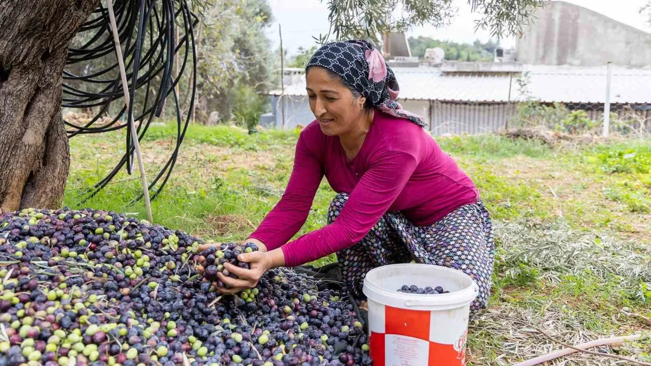 Manavgat Zeytin ve Zeytinyağı Festivali 8-9 Kasım 2025'te İkinci Kez Düzenleniyor