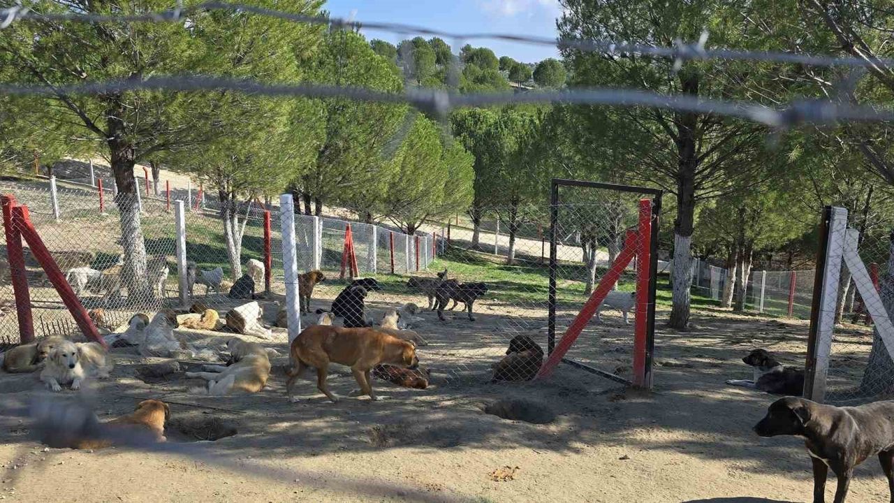 Manisa’da Saruhanlı ve Sarıgöl’de sahipsiz köpekler toplandı, barınak ve doğal yaşam alanlarına yerleştirildi