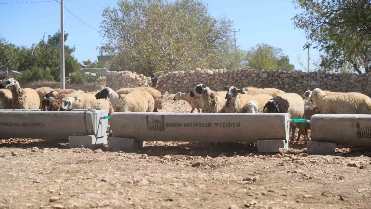 Mardin Büyükşehir Belediyesi 5 ilçede 330 sıvat kurdu: Kırsalda hayvanlara hijyenik su sağlanıyor