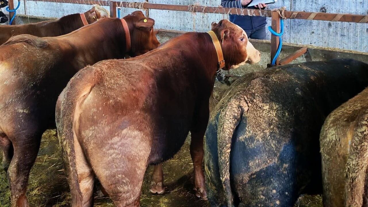 Marmaraereğlisi’nde büyükbaşlara rapel pentavalan şap aşısı ve tüberkülin testi yapıldı