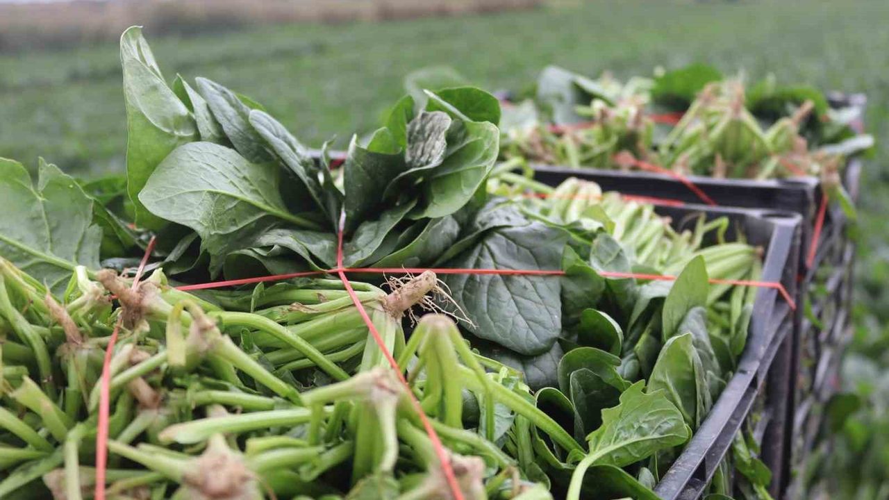 Menemen'de kış ıspanak hasadı sürüyor — Tarladan pazara yükselen fiyat farkı çiftçiyi zorluyor