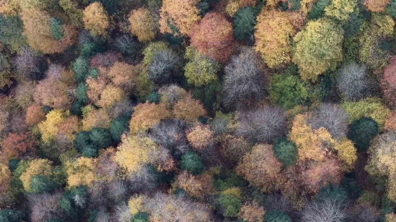 Mengen’de Sonbahar Renkleri: Ormanlık Alanlar Kartpostallık Manzaralar Oluşturdu