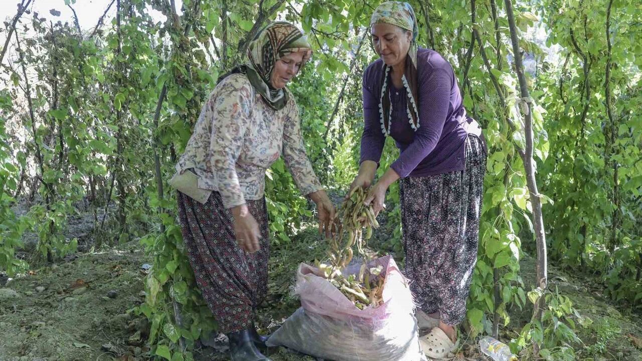 Mersin Büyükşehir'den Gülnar’ın Leklek Fasulyesi'ne 150 kilo tohum desteği