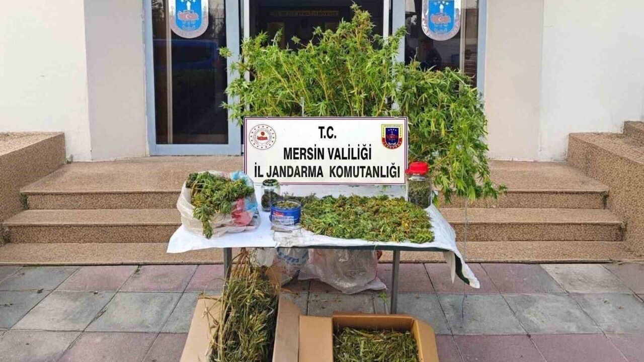 Mersin'de yasadışı kenevir ekimi: 52 kök bitki ve 11 kilo 880 gram kubar esrar ele geçirildi
