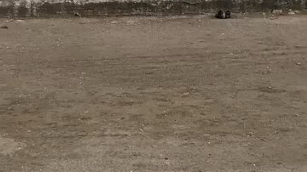 Mudanya Güzelyalı sahilinde oltaya takılan martı vatandaş tarafından kurtarıldı