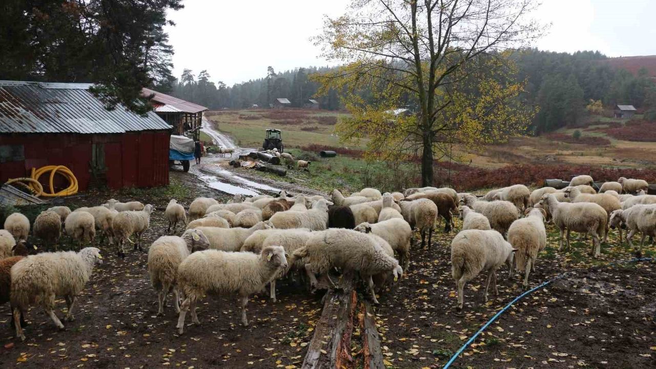 Mudurnu'da kışın yaklaşmasıyla yaylalardan köylere göç başladı
