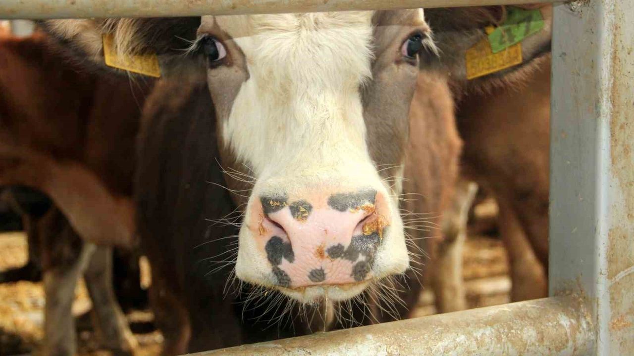 Mudurnu’da şap tespiti sonrası 18 köy ve 4 mahalle karantinaya alındı