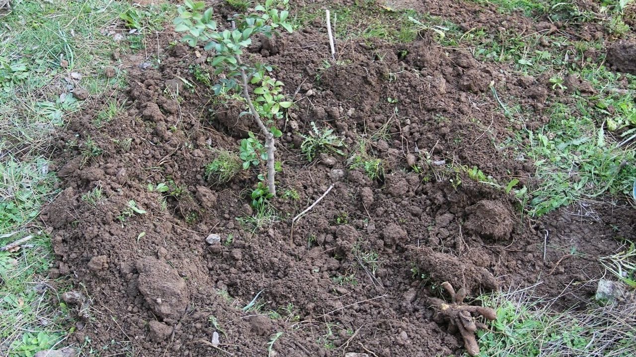 Muğla'da sakız üretimi güçleniyor: bin 500 aşılı fidan üreticilerle buluşuyor