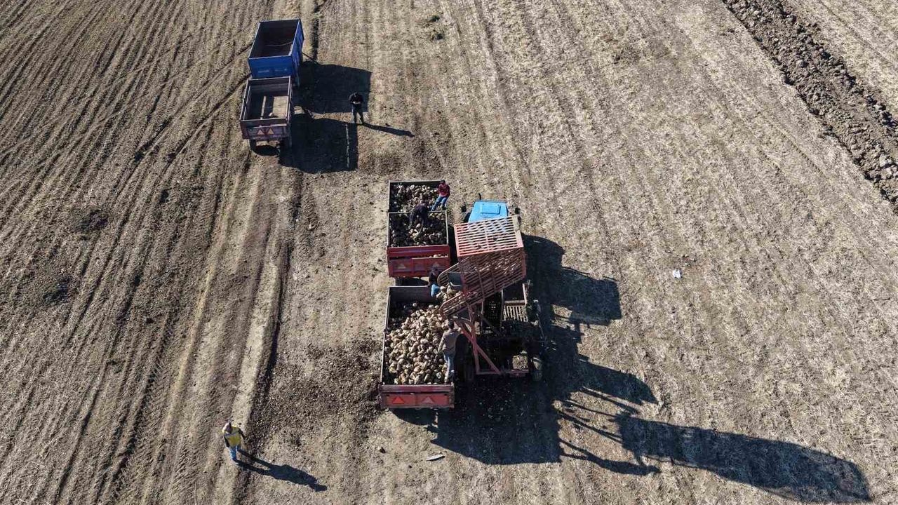 Muş Ovası'nda şeker pancarı hasadı sürüyor: Çiftçiler yoğun mesaiyle üretimi sürdürüyor