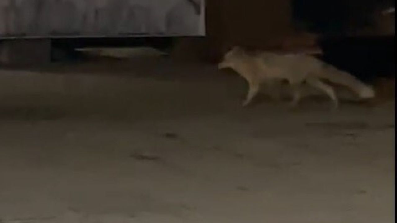 Muş'ta aç kalan tilki çarşı merkezine indi, vatandaşlar görüntüledi