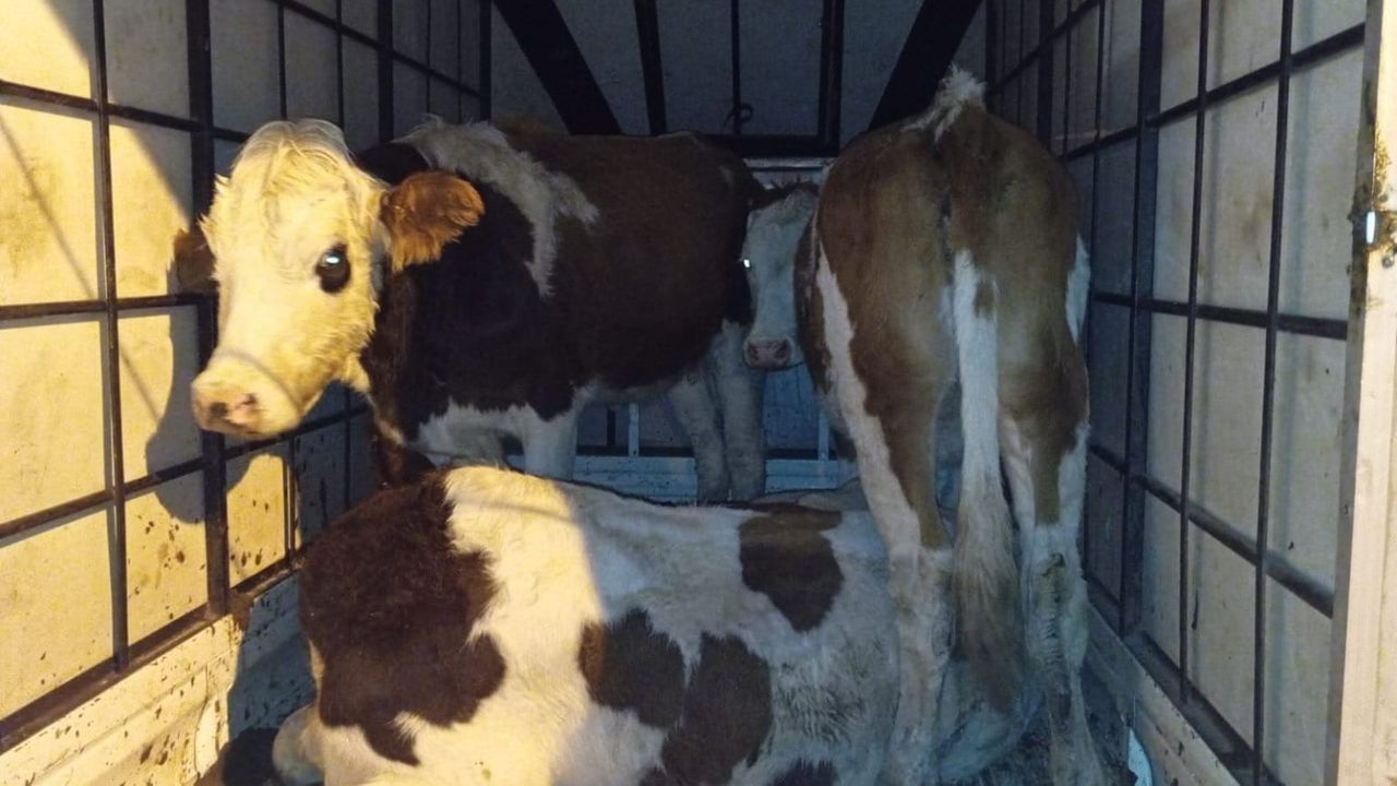 Muş'ta çalındığı belirlenen büyükbaş hayvanlar jandarma kontrolünde ele geçirildi