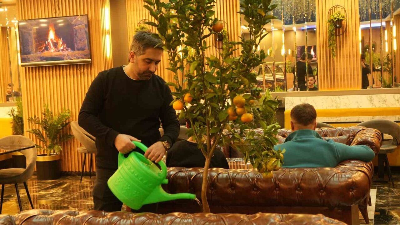 Muş’ta kafe sahibi saksıda mandalina yetiştiriyor, müşterilere ikram ediyor