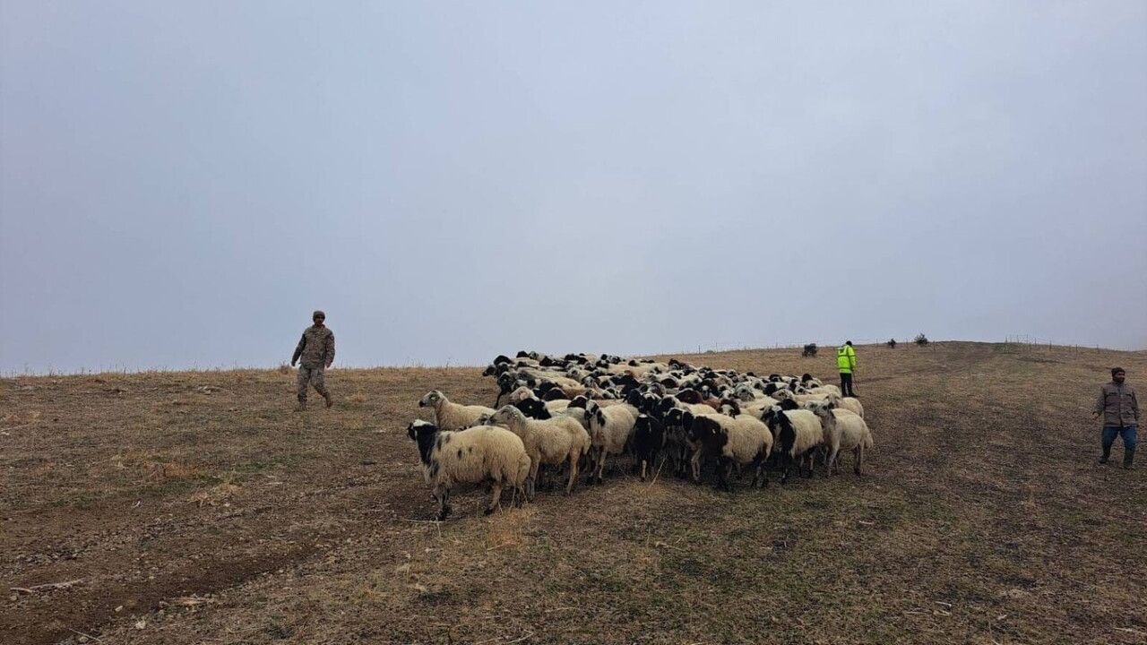 Muş’ta kaybolan yaklaşık 200 küçükbaş hayvan jandarma tarafından bulunup sahibine teslim edildi