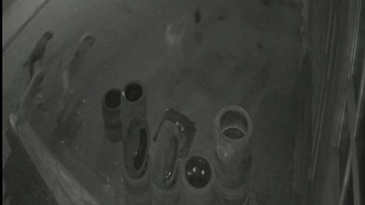 Muş'ta sokak köpeklerinden kaçan tavuk oto lastikçiye sığındı; Mesut Tuncer kurtardı