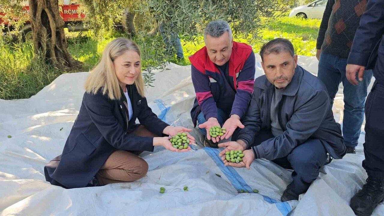 Nazilli'de zeytin hasadı sürüyor: 56 kırsal mahallede sofralık ve yağlık toplama devam ediyor