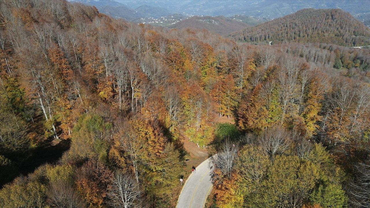 Nebiyan Dağı'nda Sonbahar: Samsun'da Gürgen Ormanları Sarardı