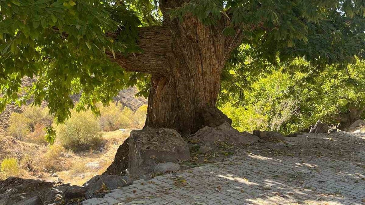 Niğde'de 'Kestanenin Hikâyesi, Yeşil Vatan’ın Sesi' Temalı Hikâye Yarışması Başlıyor