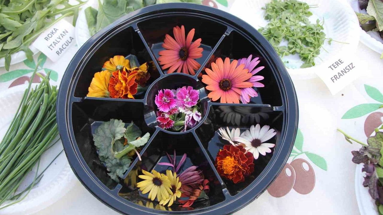 Nilgün Demir, Amasya Yassıçal'da 24 ülkenin tohumlarıyla kadın kooperatifine öncülük etti