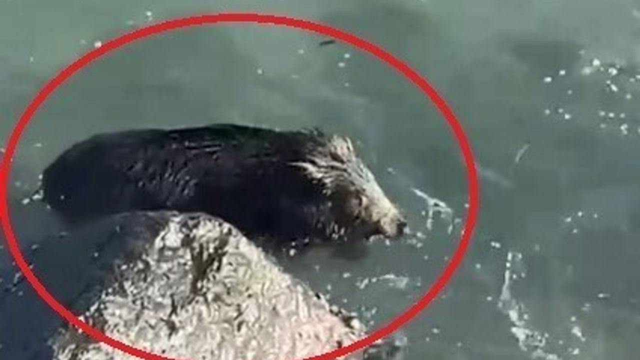 Ordu'nun Perşembe ilçesinde sahile inen yaban domuzu denizde görüntülendi