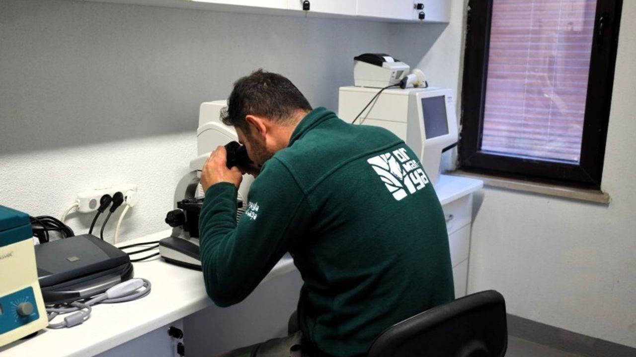 Ormanya'da yaban hayatı kurtarılıyor: tedavi, rehabilitasyon ve ömür boyu barınma