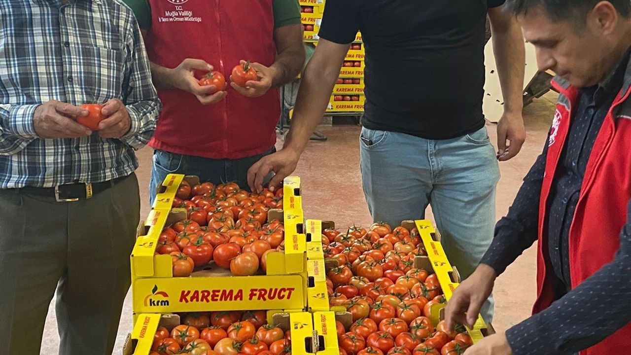 Ortaca'da İhraç Ürünleri Bitki Sağlık Sertifikasıyla Onaylandı