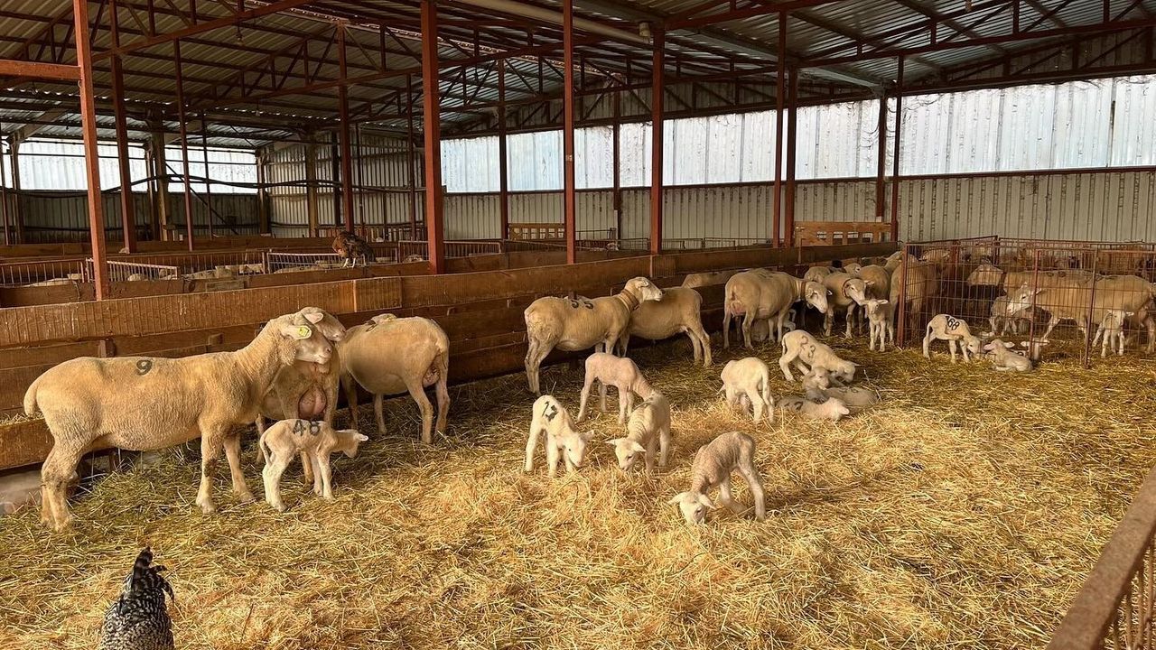 Osmaneli'de 'Uzman Eller Projesi' ile genç girişimciye yüzde 100 hibe destekli küçükbaş hayvancılık