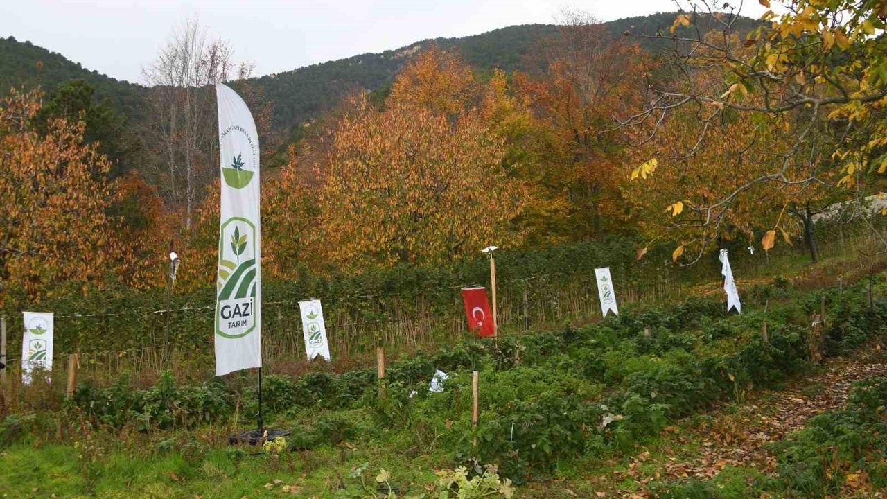 Osmangazi'de Bağlı Mahallesi'nde Organik Ahududu Projesi Erken Hasatla Meyve Verdi