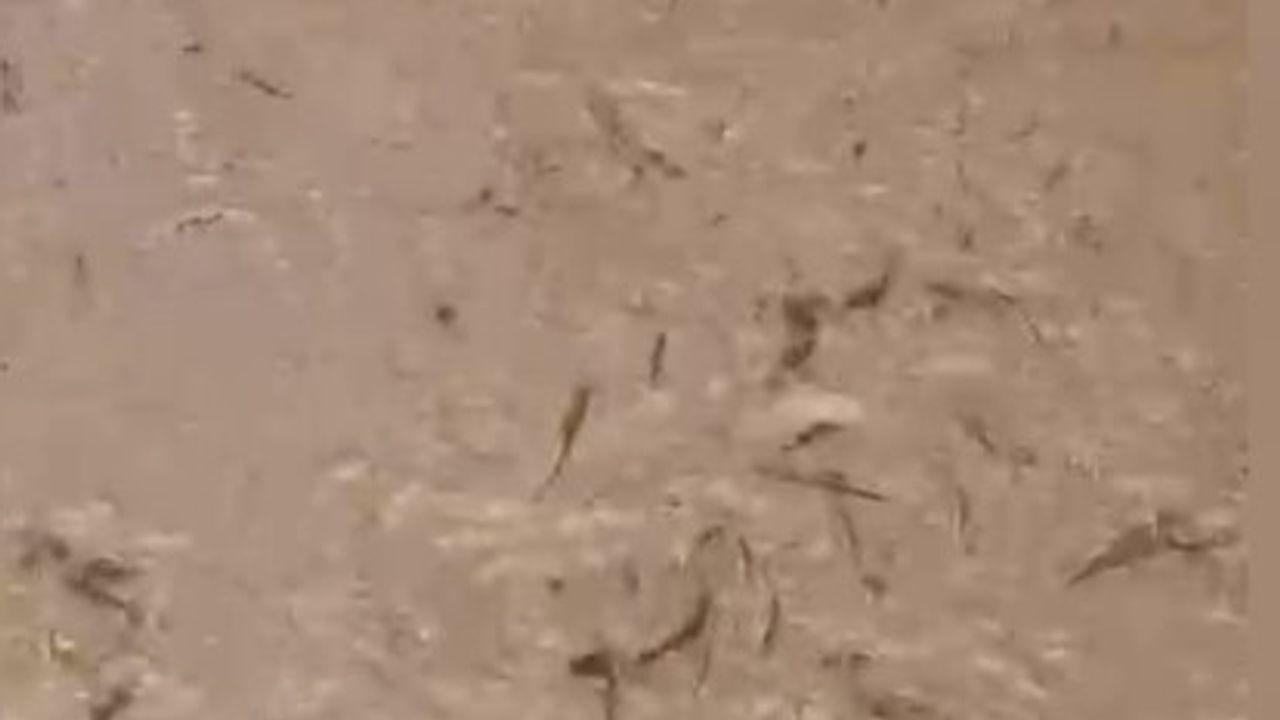 Osmaniye Taşoluk'ta baraj kapaklarının açılması sonucu yüzlerce balık hayatını kaybetti