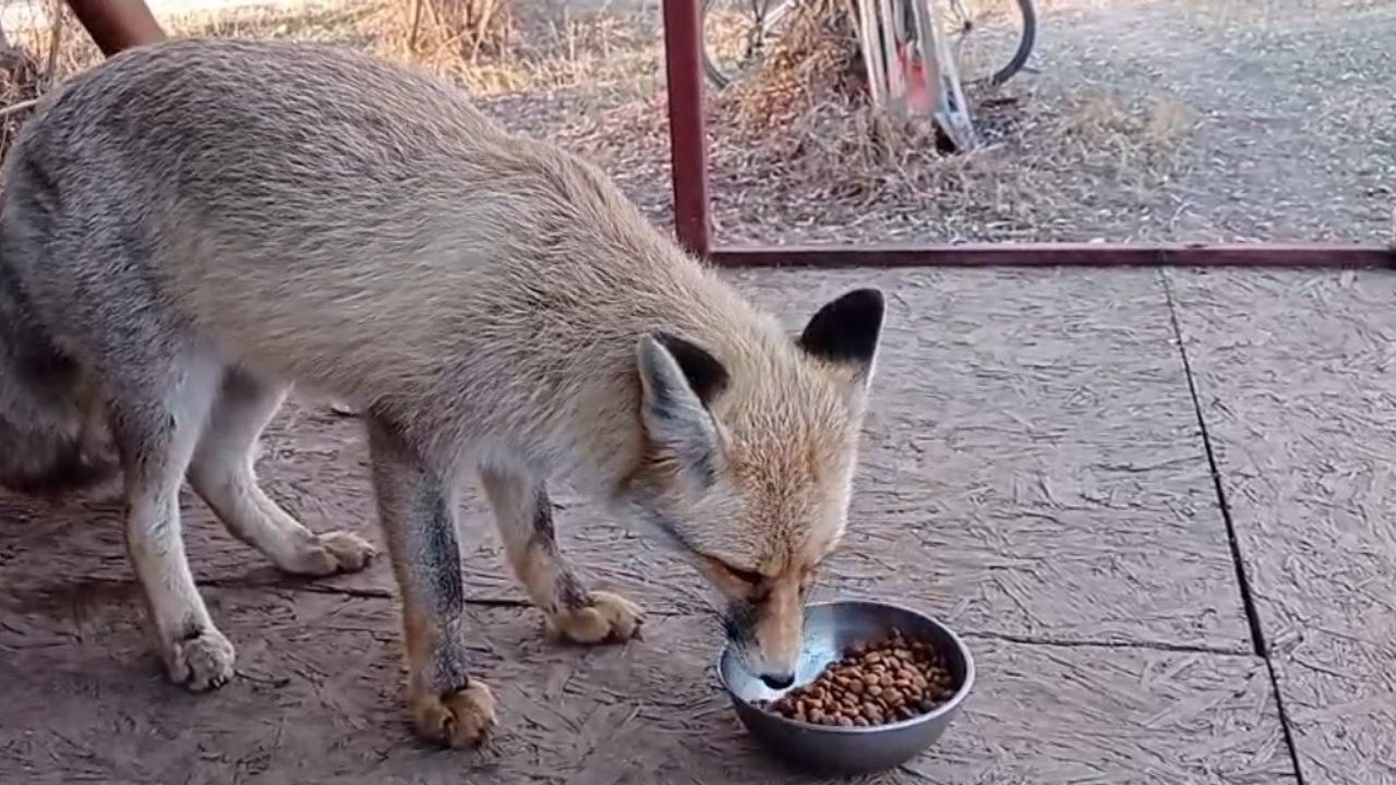 Ovacık'ta Ev Önüne Gelen Tilkiyle Samimi Karşılaşma: Enes Duman’ın Sakin Yaklaşımı