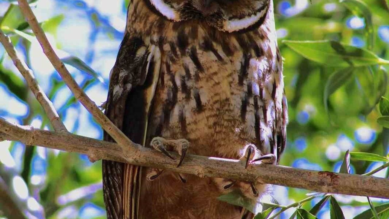 Özalp’te kulaklı orman baykuşu (Asio otus) görüntülendi