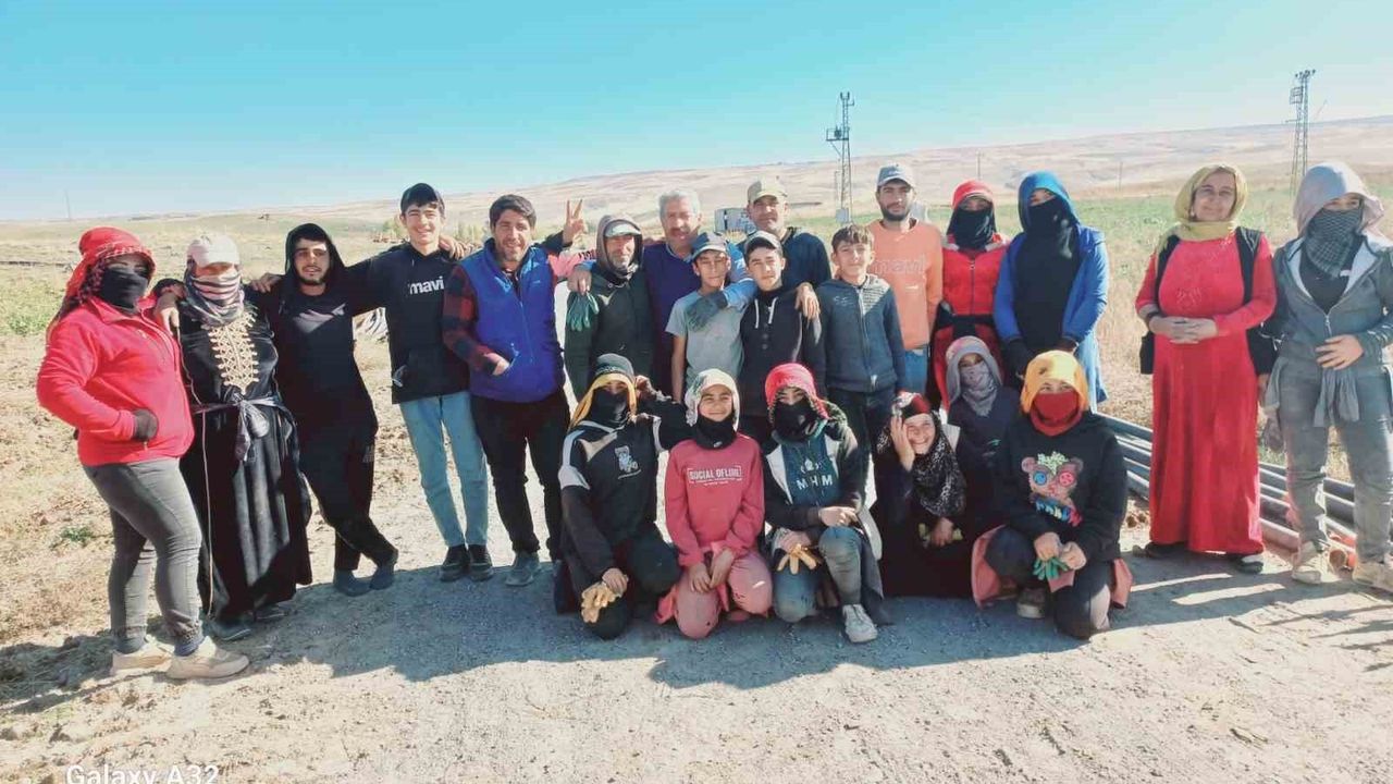 Patnos'ta patates hasadı tamamlandı: 500 dönümden bin 650 ton ürün elde edildi