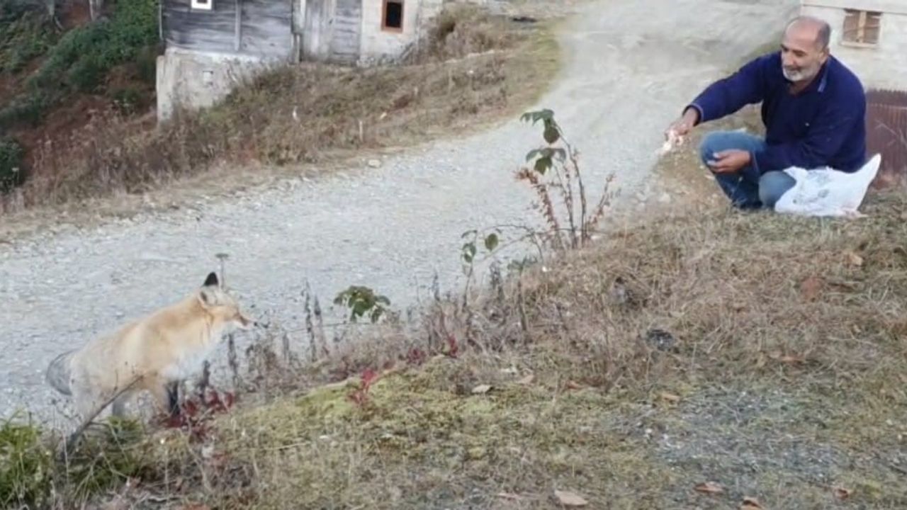 Pimbilona Yaylası'nda tilki ile insan arasında sıra dışı dostluk