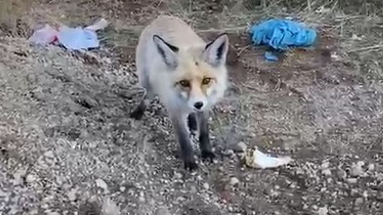 Pomza Ocağının Maskotu: Bitlis Ahlat'ta 3 Yıldır İşçilerle Dost Olan Tilki