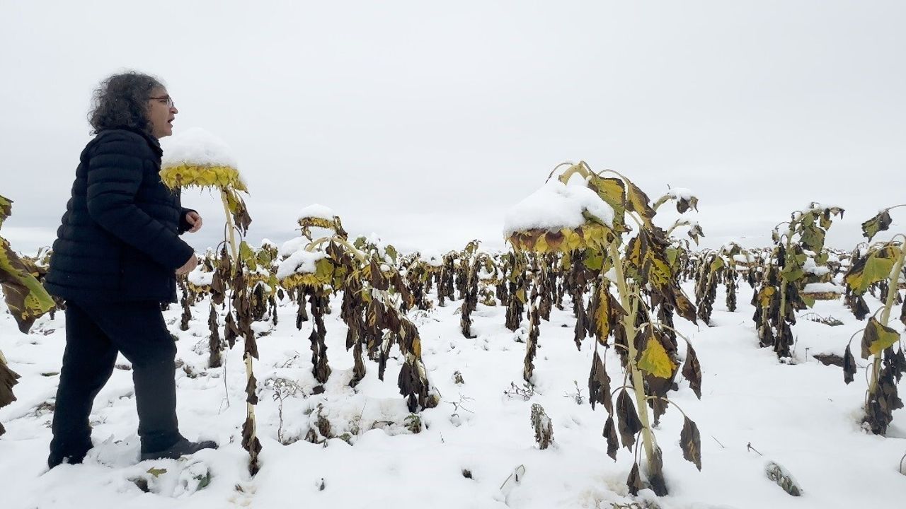 Prof. Dr. Mehmet Kavukcu'nun 'Ego' Performansı: Karlı Ayçiçeği Tarlasında İnsan-Doğa İlişkisine Eleştirel Bakış
