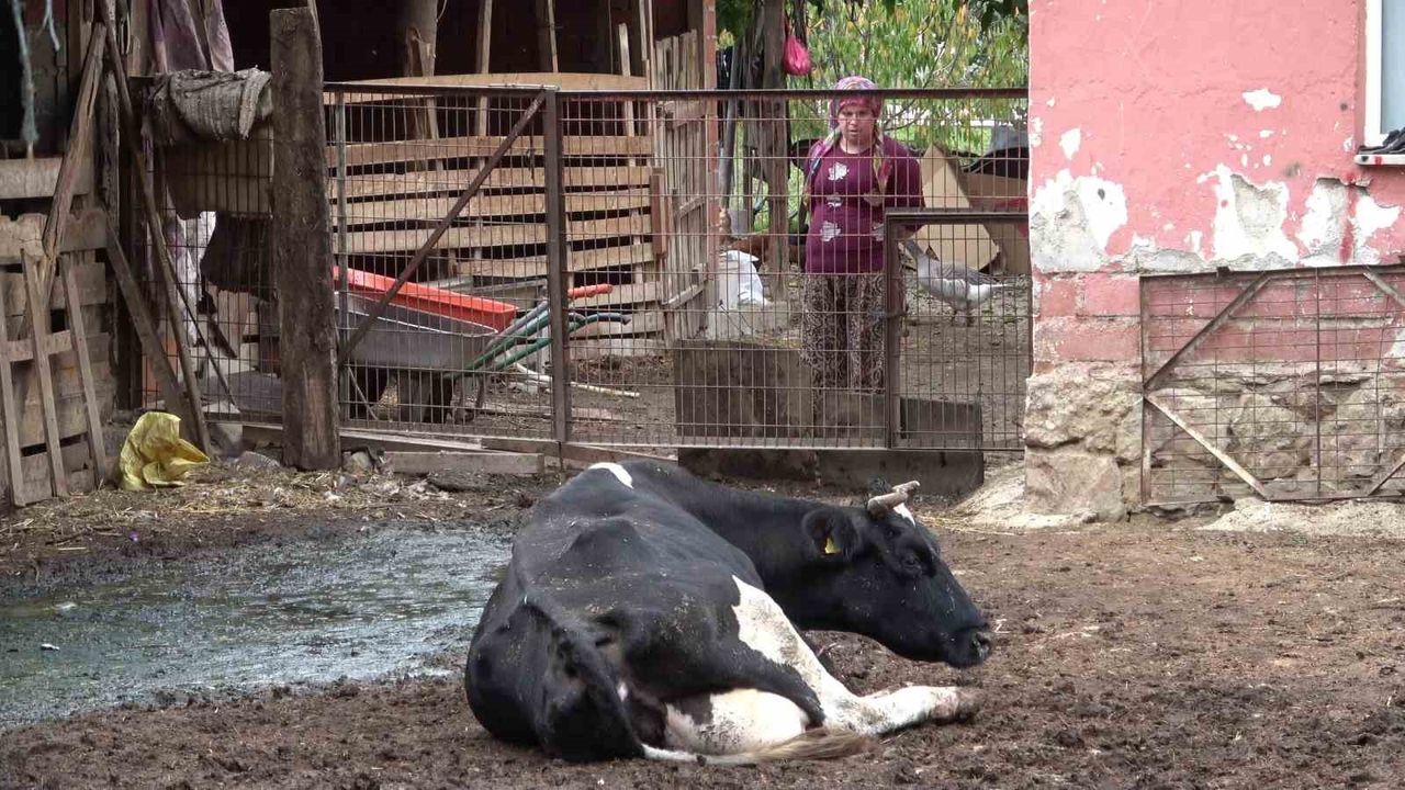 Prof. Dr. Sezgin Şentürk: Şap aşısı koruyor; yeni varyantlar düzenli aşılamayı zorunlu kılıyor