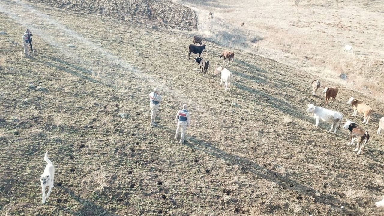 Refahiye’de kaybolan 23 büyükbaş, drone destekli aramayla bulunarak sahibine teslim edildi