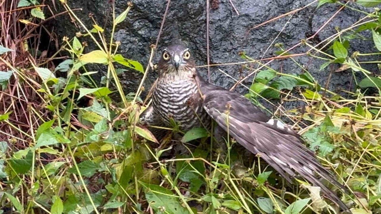 Rize'de 3. Atmaca Salma Festivali'nde atmacalar bıldırcın avında yarıştı