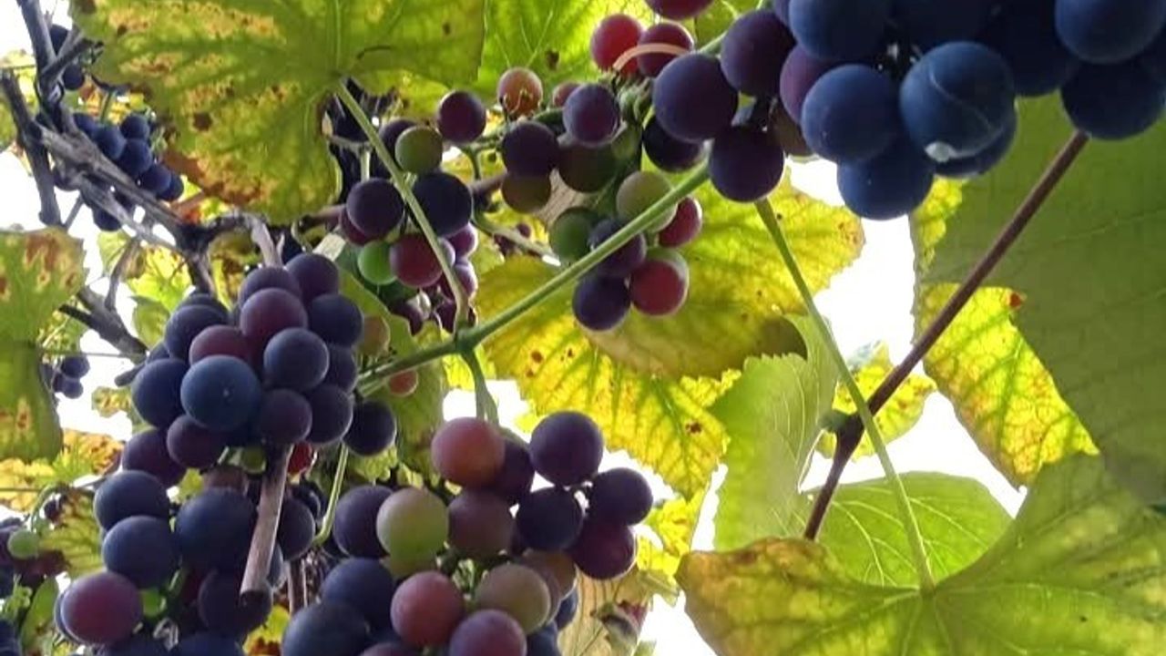 Rize'nin geleneksel lezzeti 'çüme': Yapımı, tarihçesi ve ailedeki yeri