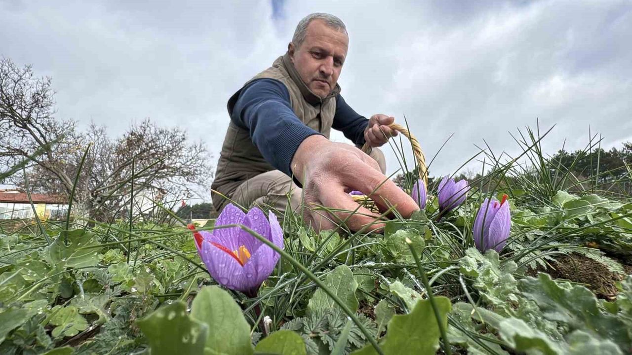 Safranbolu'da soğuk ve yağışlı hava safran çiçeklenmesini artırdı, hasat yaklaşık 10 gün uzadı