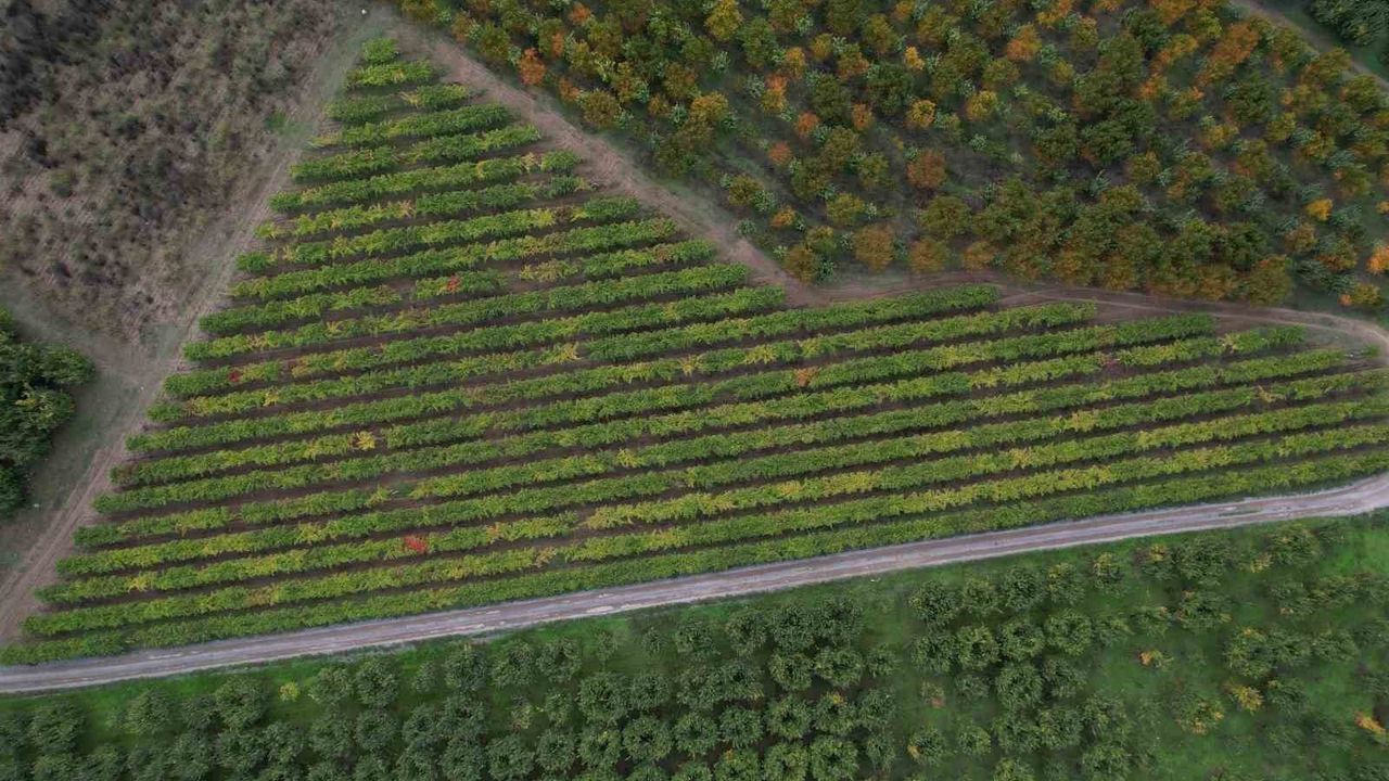 Sakarya Pamukova'da zirai dondan etkilenen üzümde verim yüzde 80 düştü