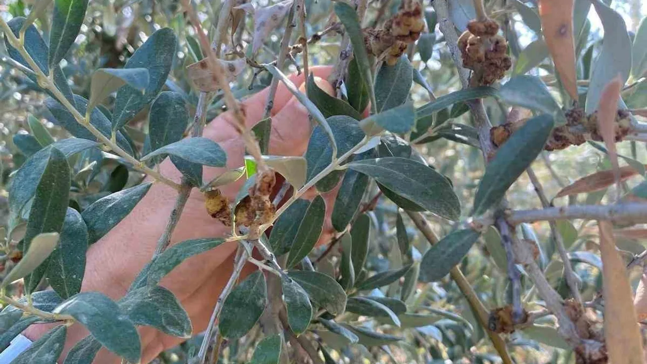 Salihli'de üreticilere uyarı: Zeytin Dal Kanserine karşı hasat sonrası kontrolleri aksatmayın