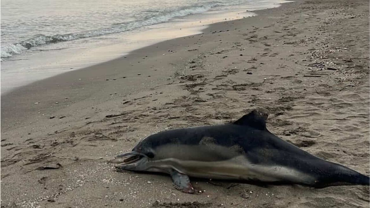 Samsun Atakum Güzelyalı Sahilinde Ölü Yunus Bulundu