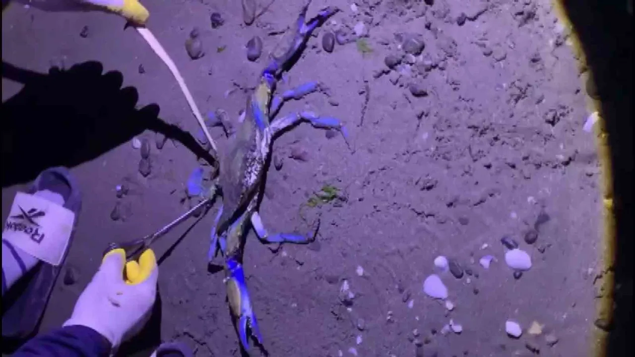 Samsun Atakum İncesu Sahili'nde Nadir Görülen Mavi Yengeç Kıyıya Vurdu