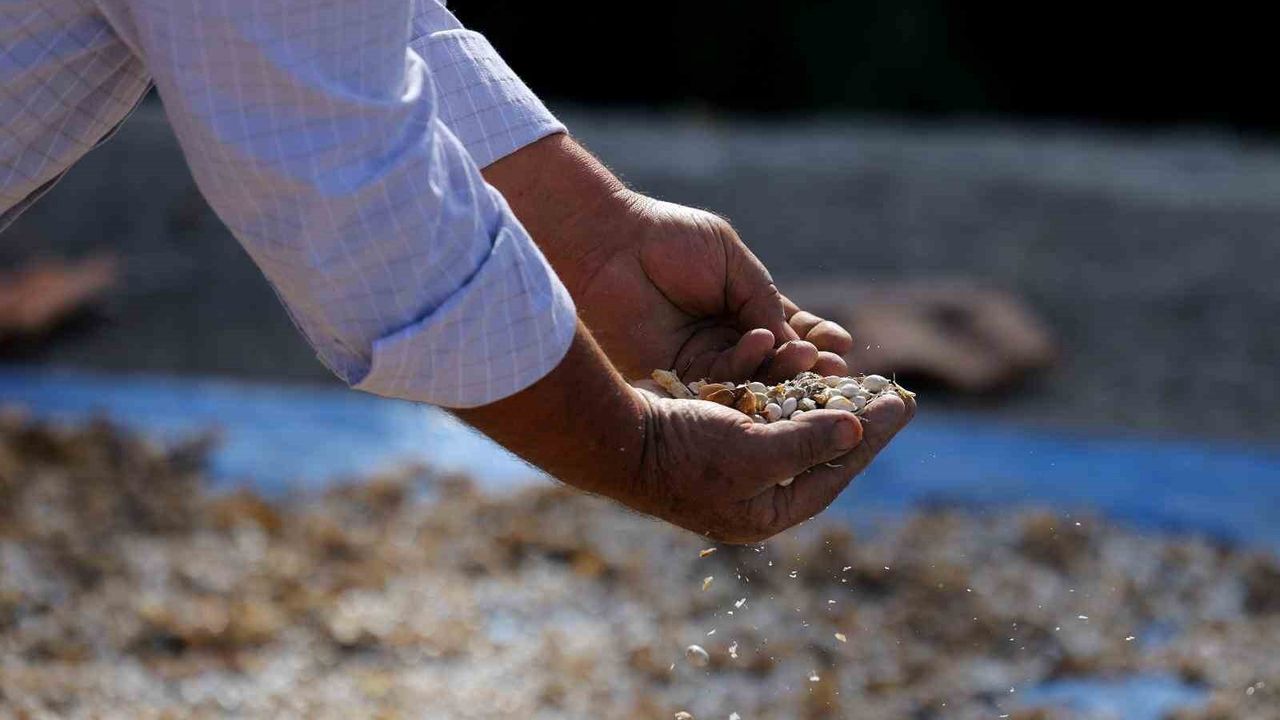 Samsun Büyükşehir’den Ladik’te Sözleşmeli Tarımla Ladik Fasulyesi Üretimi ve Sosyal Destek Projesi