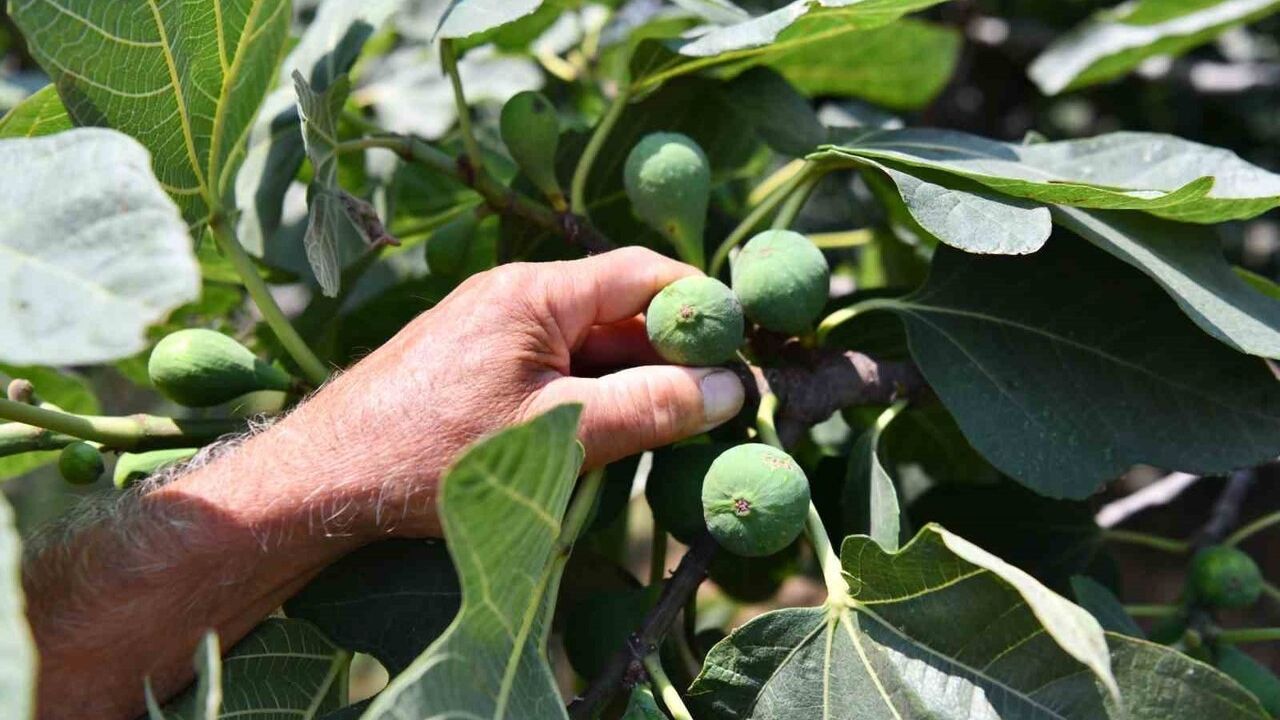 Samsun Büyükşehir'den Tarımsal Üretimde Sürdürülebilirlik Hamlesi: 2025'te Fide, Tohum ve Altyapı Destekleri