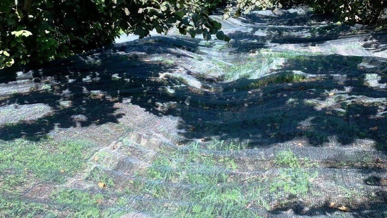 Samsun'da 63 yatırımcıya fındık hasat filesi hibesi (KKYDP 2024-2025)