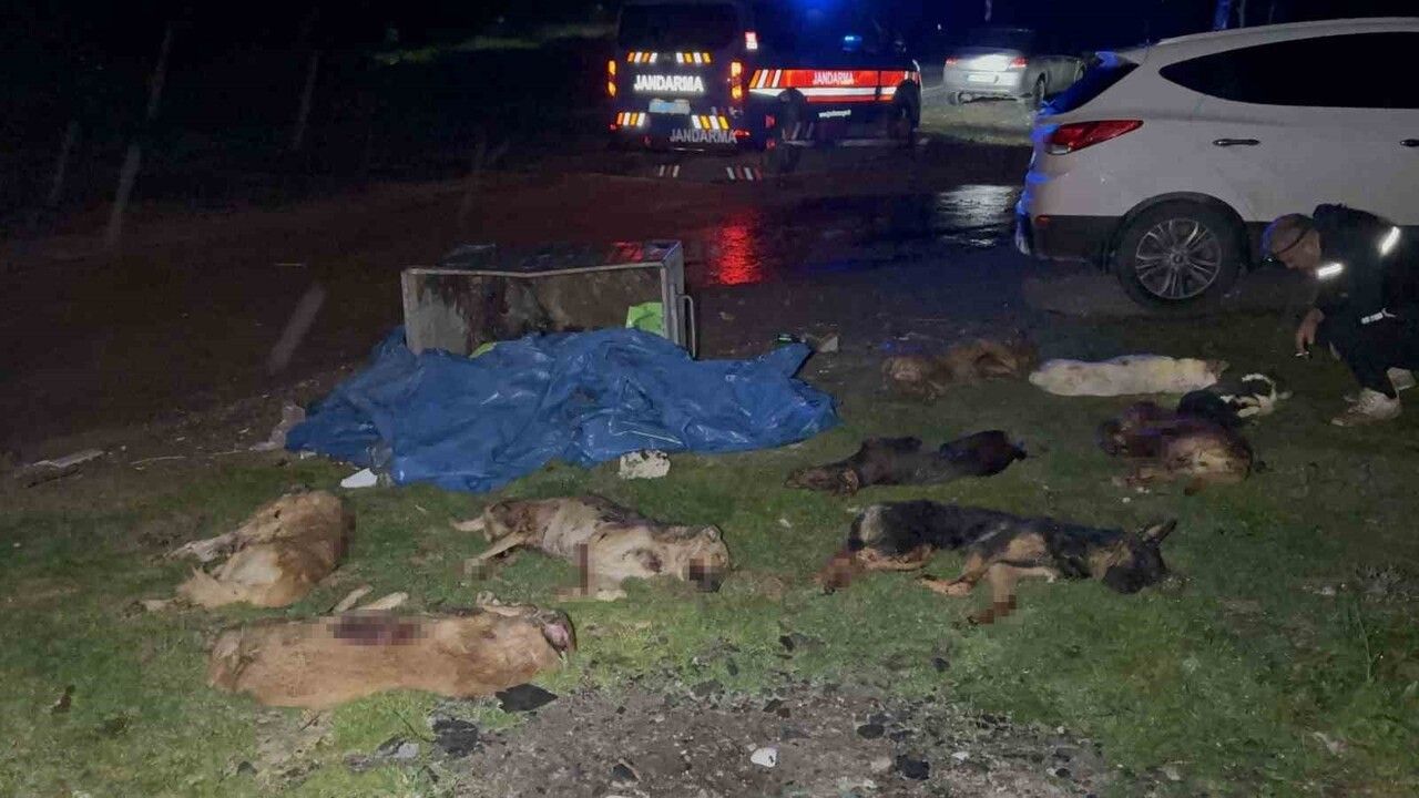 Samsun'da çöp konteynerinde 9 telef olmuş köpek bulundu: Jandarma inceleme başlattı